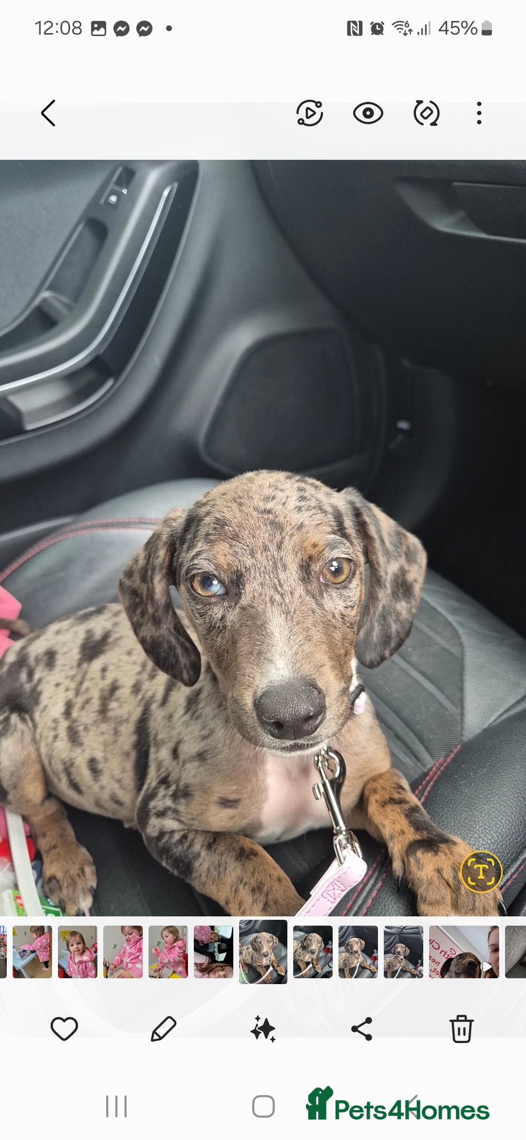 Mixed Breed dogs for sale: Dachsund cross - Image 1