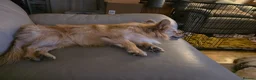 Pomchi dogs for sale: 🐶18month old Rare Blonde Tiny Pomchi 🥰 - Advert 11
