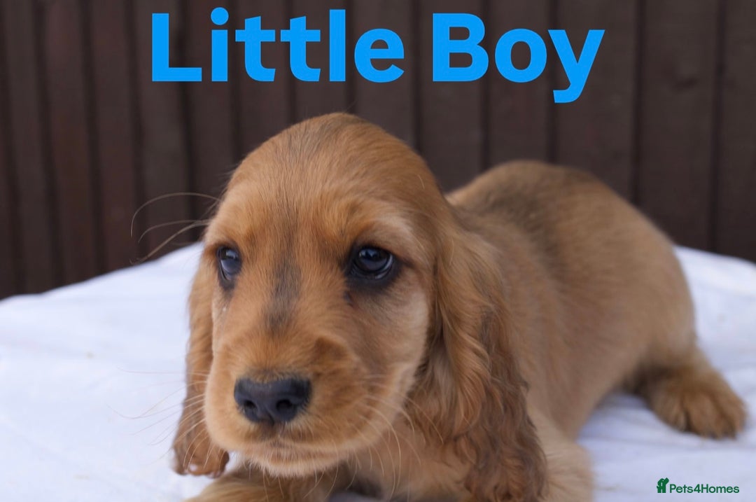 Cocker Spaniel dogs for sale: Exceptional litter of show type cocker spaniels - Image 4