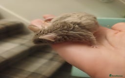 Mouse rodents for sale: Very friendly texas boys for sale - Image 4