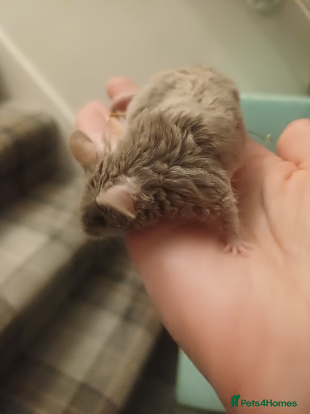 Mouse rodents for sale: Very friendly texas boys for sale - Image 4