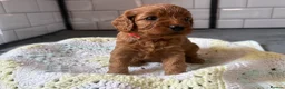 Cavapoo dogs for sale: Beautiful Cavapoo pups ready to leave 20th August! in Thetford - Advert 1