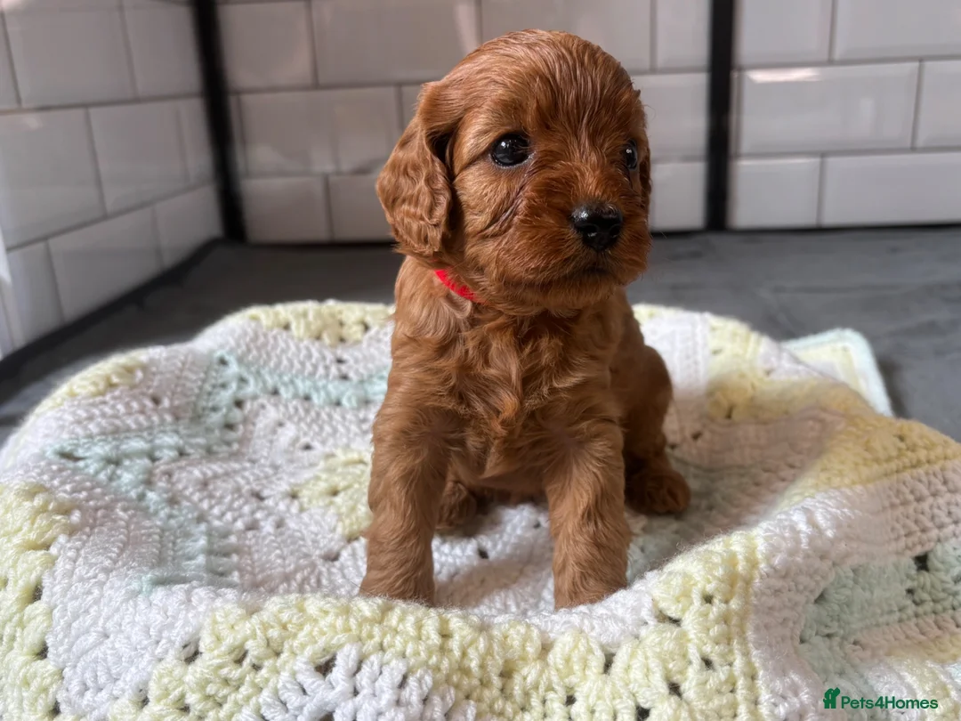 Cavapoo dogs for sale: Beautiful Cavapoo pups ready to leave 20th August! in Thetford - Advert 1