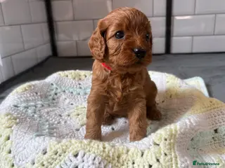 Cavapoo dogs Beautiful Cavapoo pups ready to leave 20th August! - Advert 1