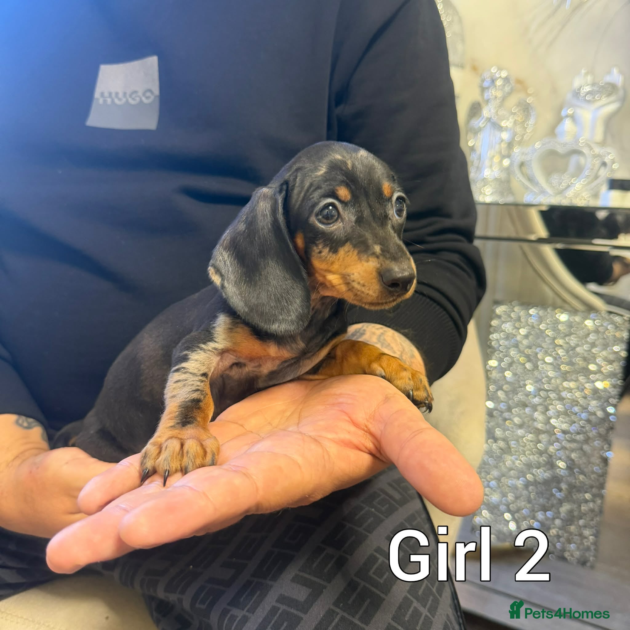 Miniature Dachshund dogs Miniature Dachshund - Advert 16