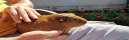 Chickens poultry for sale: California x male Guinea pig 6 months old - Advert 6