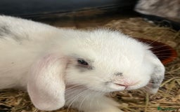 Mini Lop rabbits for sale: Mini Lop Baby Boys - Image 24