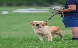 Golden Retriever dogs for sale: 4 stunning golden retriever puppies for sale - Image 4