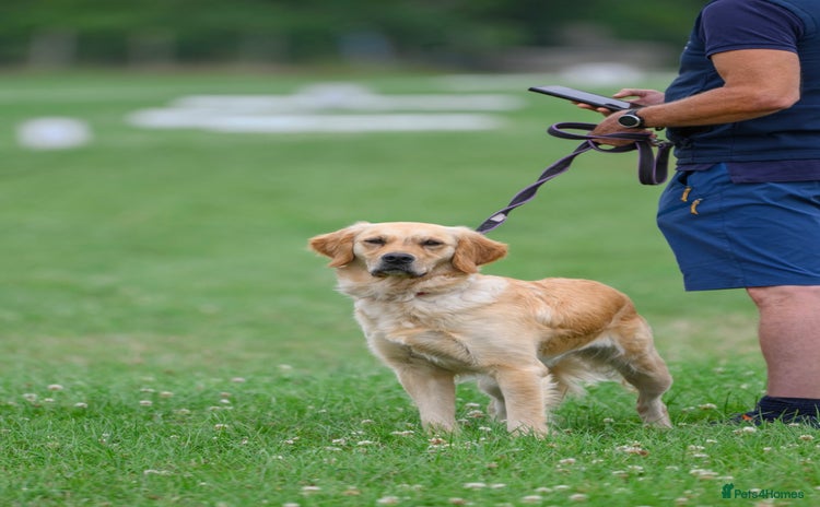 Golden Retriever dogs - Advert 14