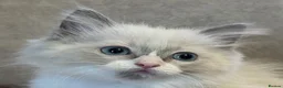 Ragdoll cats for sale: Cute Ragdoll Kittens for sale - Advert 5