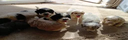 Cockapoo dogs for sale: Cockapoos in Stourport-on-Severn - Advert 7