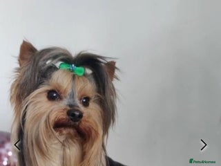 Yorkshire Terrier dogs in Hull - Advert 2
