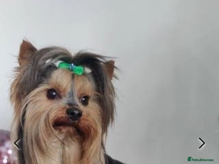 Yorkshire Terrier dogs Pedigree Yorkshire terrier only for stud in Hull - Advert 1