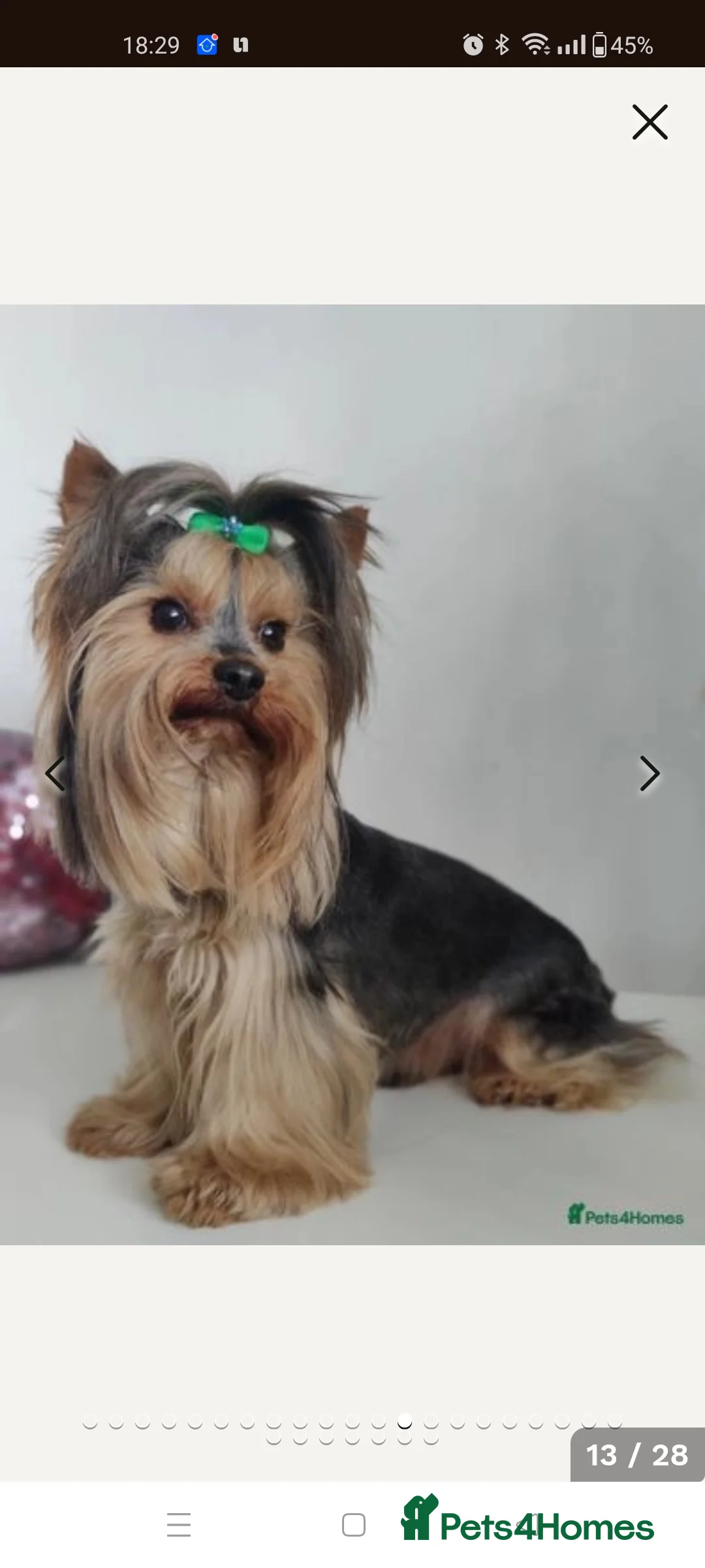Yorkshire Terrier dogs for stud:  Pedigree Yorkshire terrier only for stud  in Hull - Advert 1