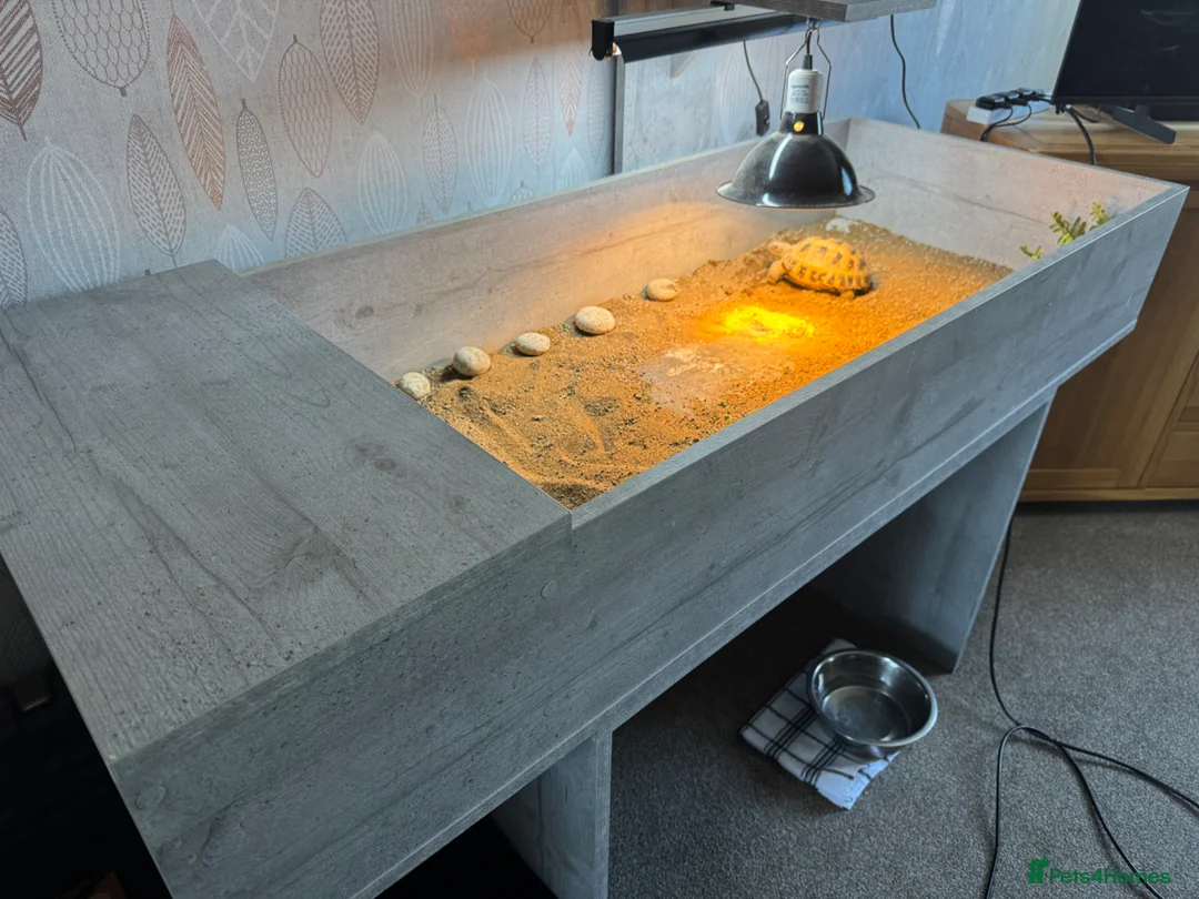 Tortoise reptiles for sale: Horsefield Tortoise - male - Advert 8