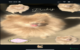 Pomeranian dogs for sale: Lilac and tan, chocolate and tan Pomeranians💜🤎 - Image 16