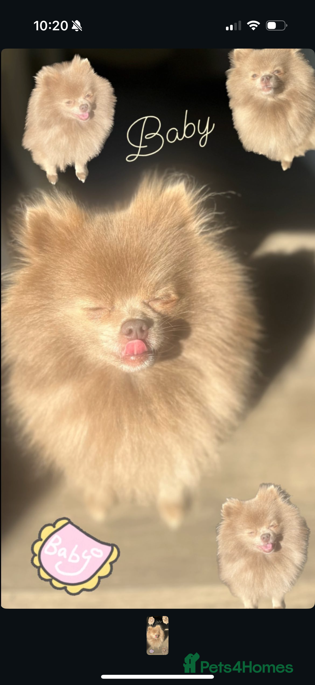 Pomeranian dogs for sale: Lilac and tan, chocolate and tan Pomeranians💜🤎 - Image 16