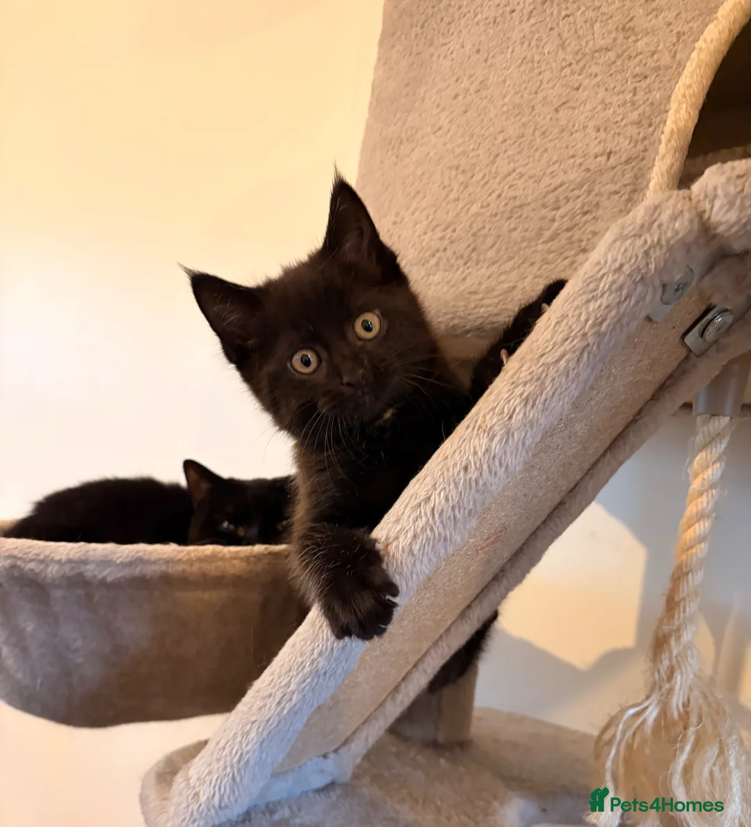 Maine Coon cats for sale: Maine coon x BSH - Advert 1