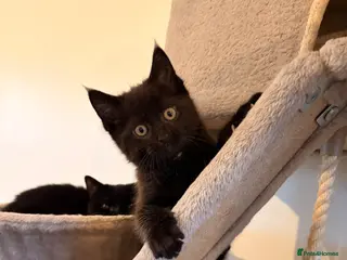 Maine Coon cats Maine coon x BSH - Advert 5