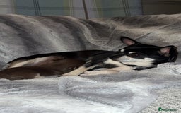 Chihuahua dogs for sale: Chocolate & tan female - Image 11