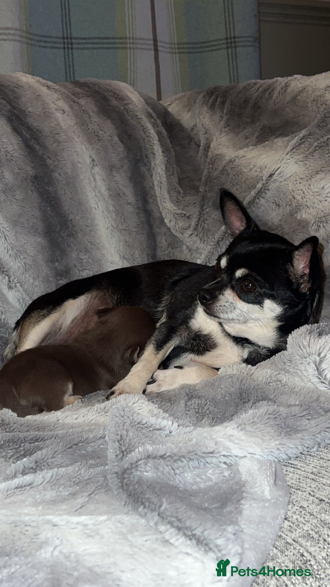 Chihuahua dogs for sale: Chocolate & tan female - Image 11
