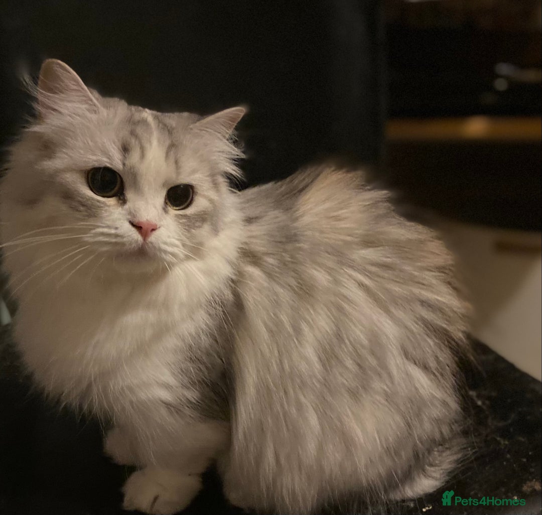 Munchkin cats for sale: Full Pedigree Munchkin kittens - Image 24