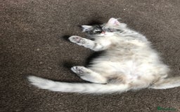 Persian cats for sale: Persian kitten in Blackburn - Image 4