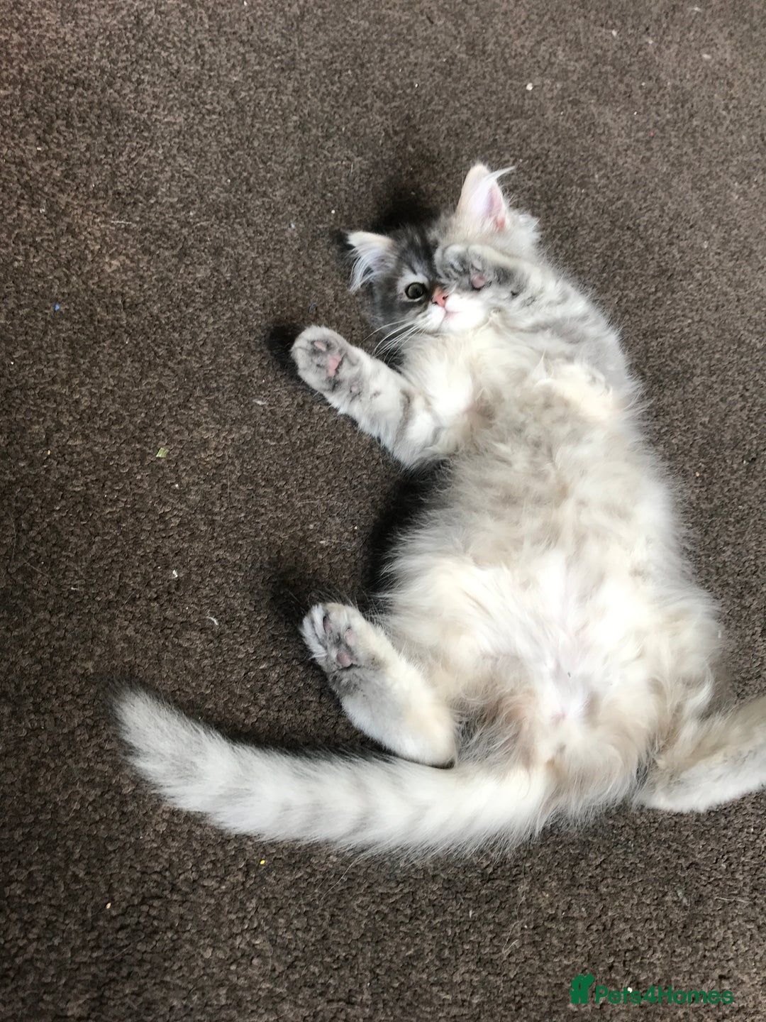 Persian cats for sale: Persian kitten in Blackburn - Image 4