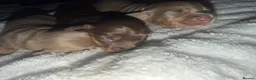 Miniature Dachshund dogs for sale: Long haired miniature dachshund x3 male - Advert 4