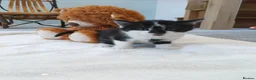 Mixed Breed cats for sale: Kittens for sale in Bishops Castle - Advert 5