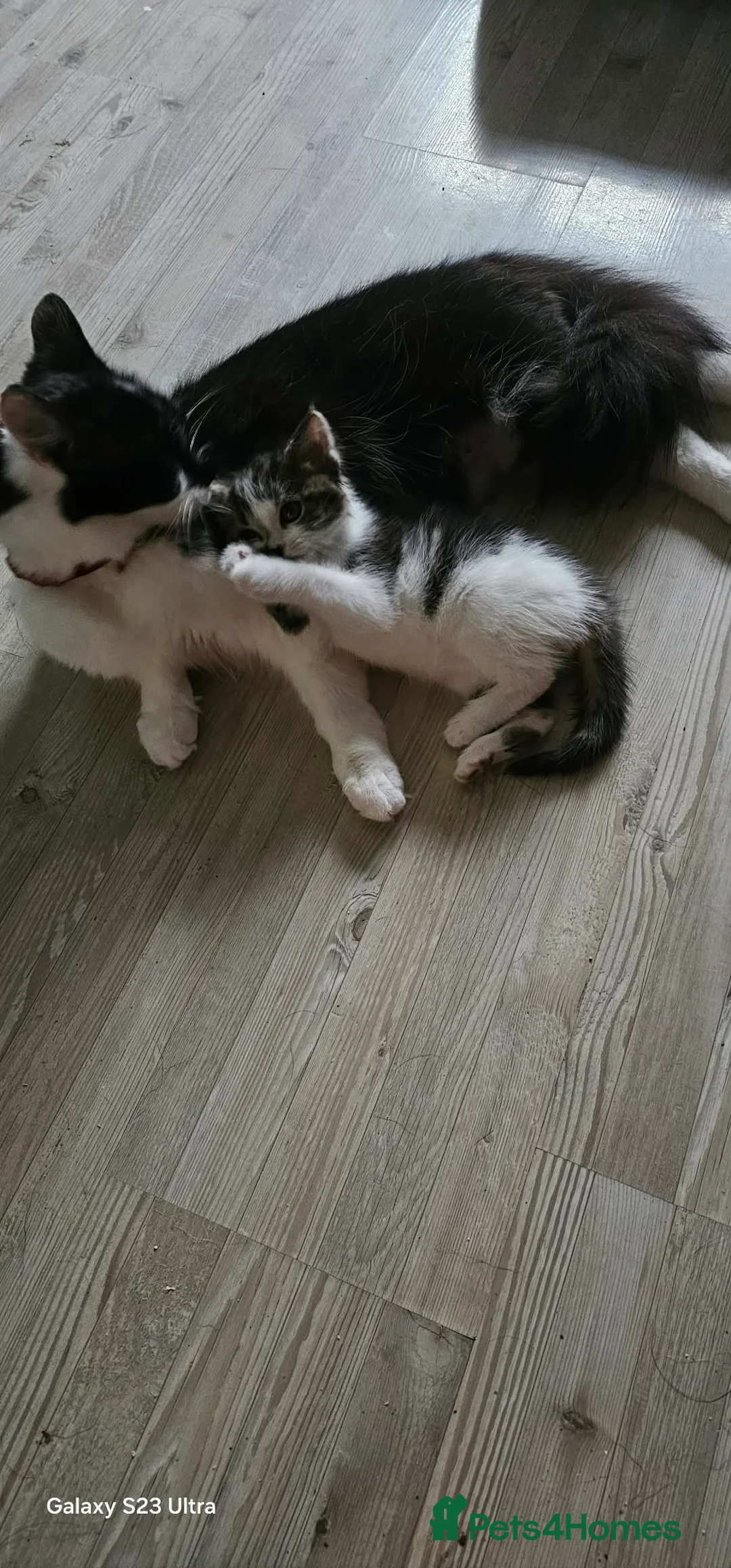 Mixed Breed cats for sale: 2 Beautiful Male Kittens - Advert 2