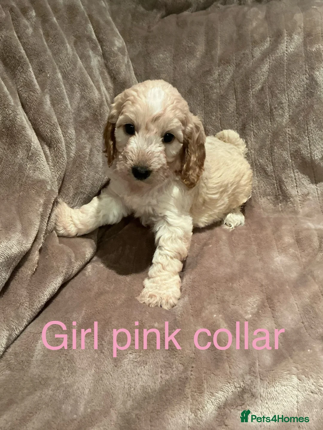 Cockapoo dogs for sale: Beautiful little F1 Cockapoo puppies  - Advert 4