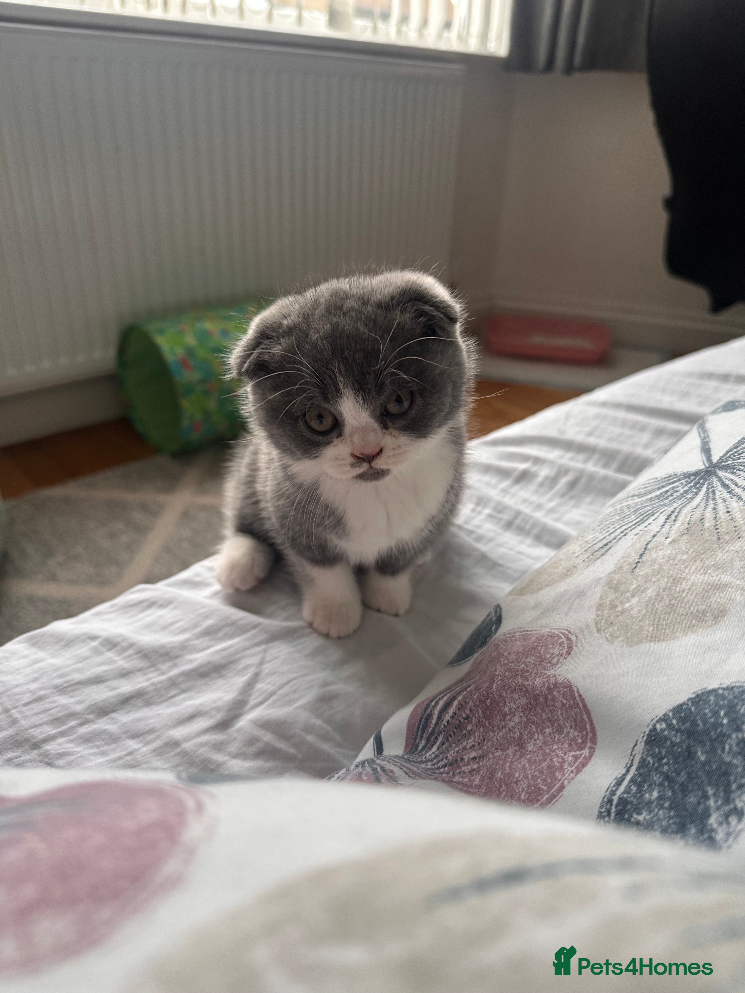 Mixed Breed cats kitten - Advert 10