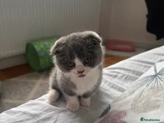 Mixed Breed cats kitten - Advert 10