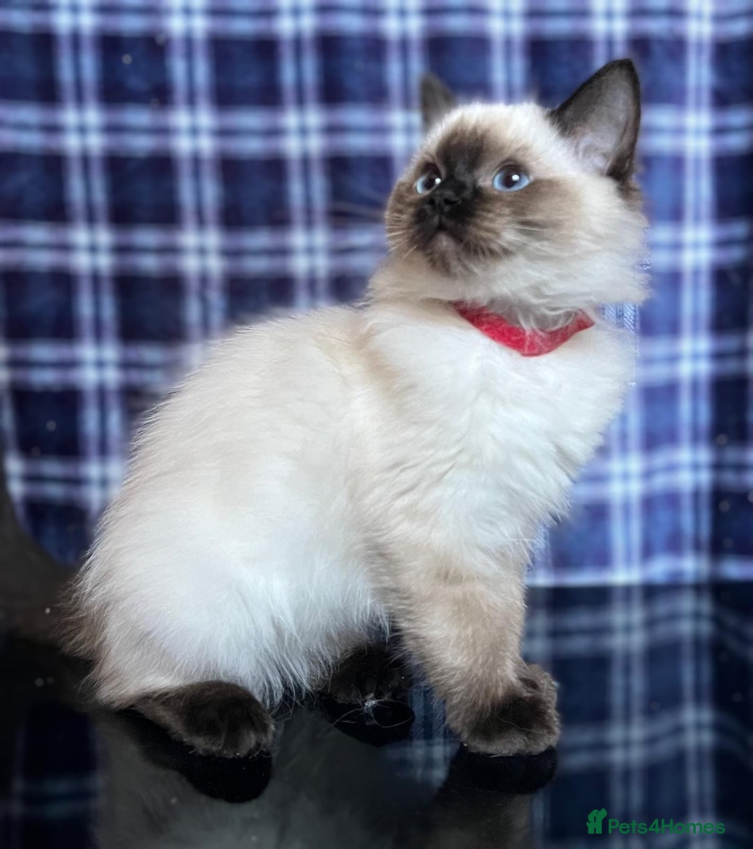 Ragdoll cats for sale: FIFe Registered Ragdoll Kittens Champion Line  - Image 9