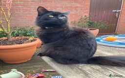 Domestic Shorthair cats for sale: Peanut looking for forever home - Advert 2