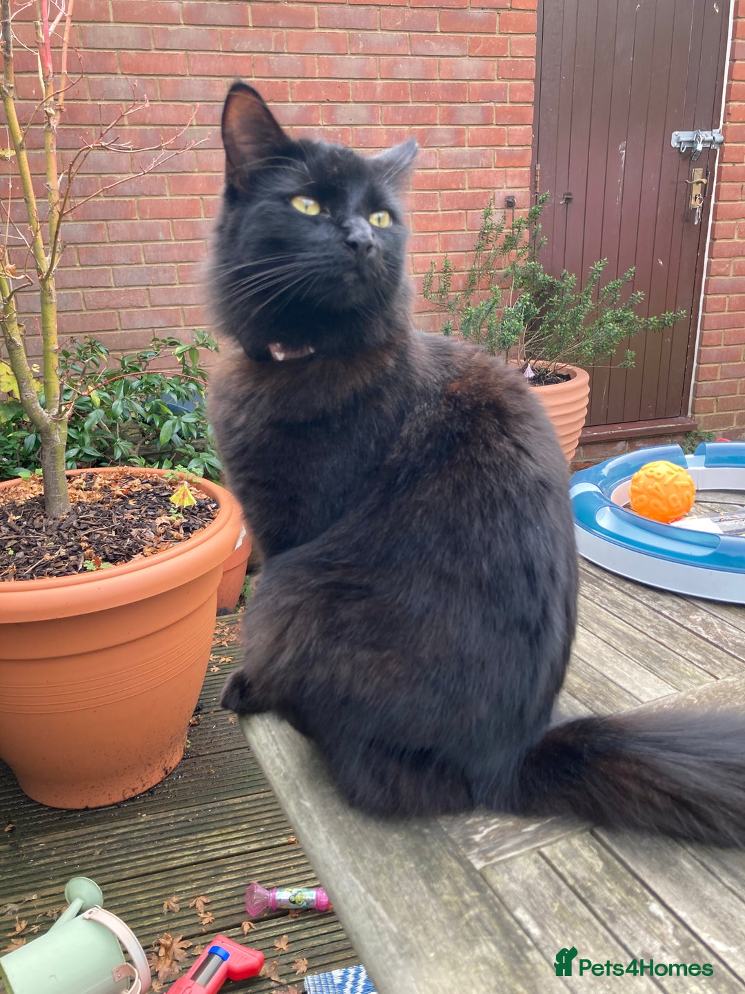 Domestic Shorthair cats for sale: Peanut looking for forever home - Advert 2