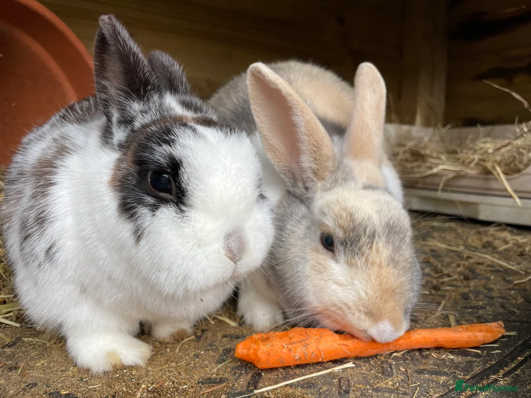 Mixed Breed rabbits for sale: Bonded Mixed Bunnies  - Advert 5