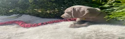 Weimaraner dogs for sale: 💫Reduced Price KC Litter💫 - Advert 15