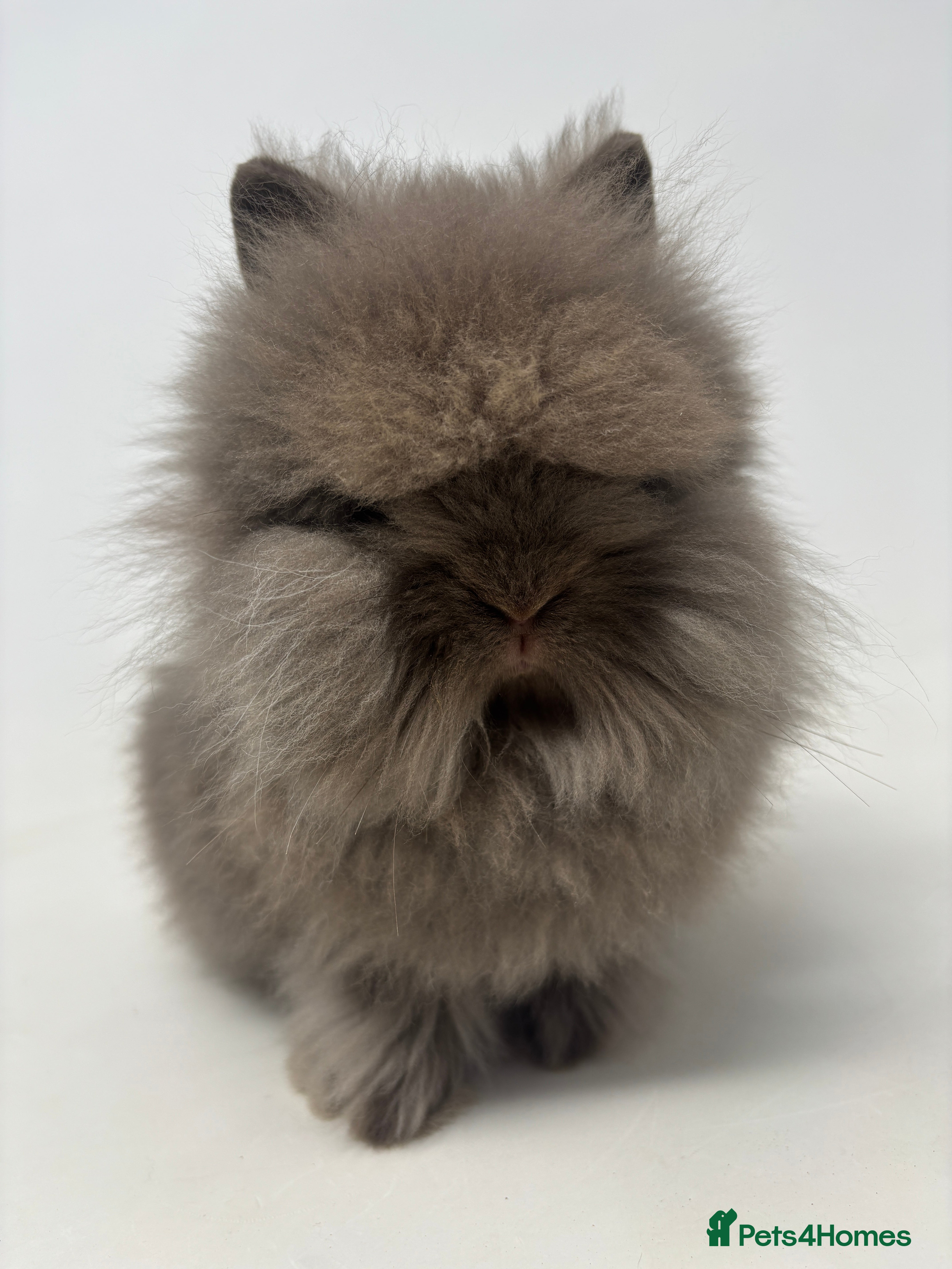 Lionhead rabbits BEAUTIFUL BABY LIONHEAD BUNNIES - Advert 16