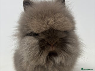 Lionhead rabbits BEAUTIFUL BABY LIONHEAD BUNNIES - Advert 16