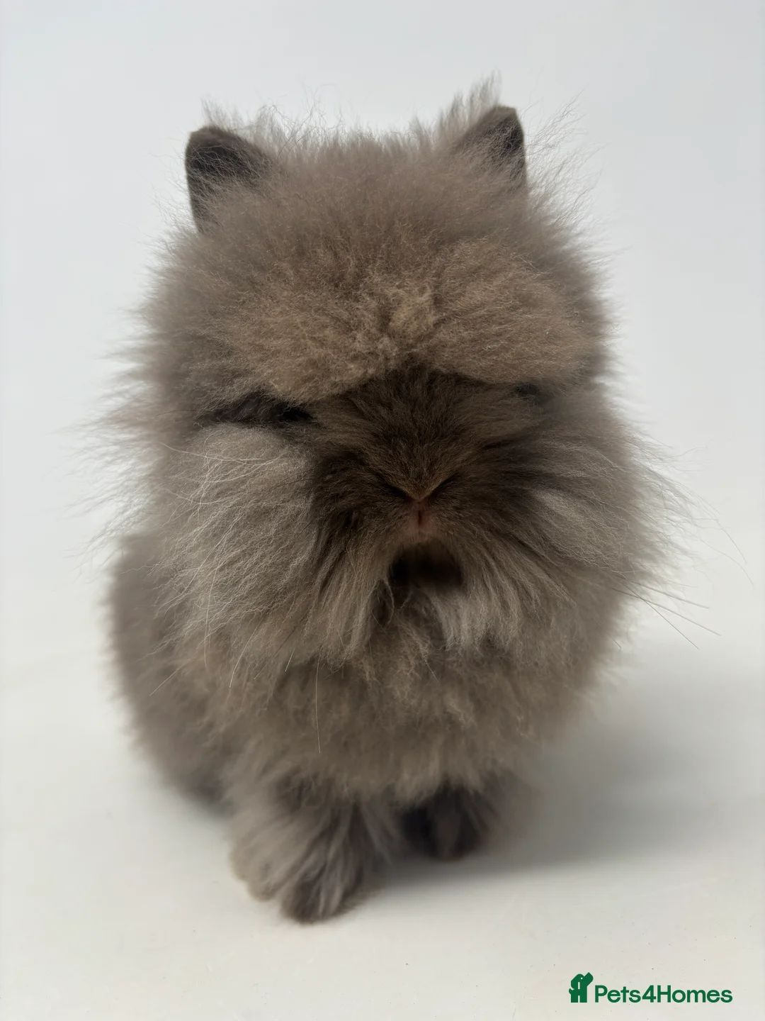 Lionhead rabbits for sale: BEAUTIFUL BABY LIONHEAD BUNNIES - Advert 1