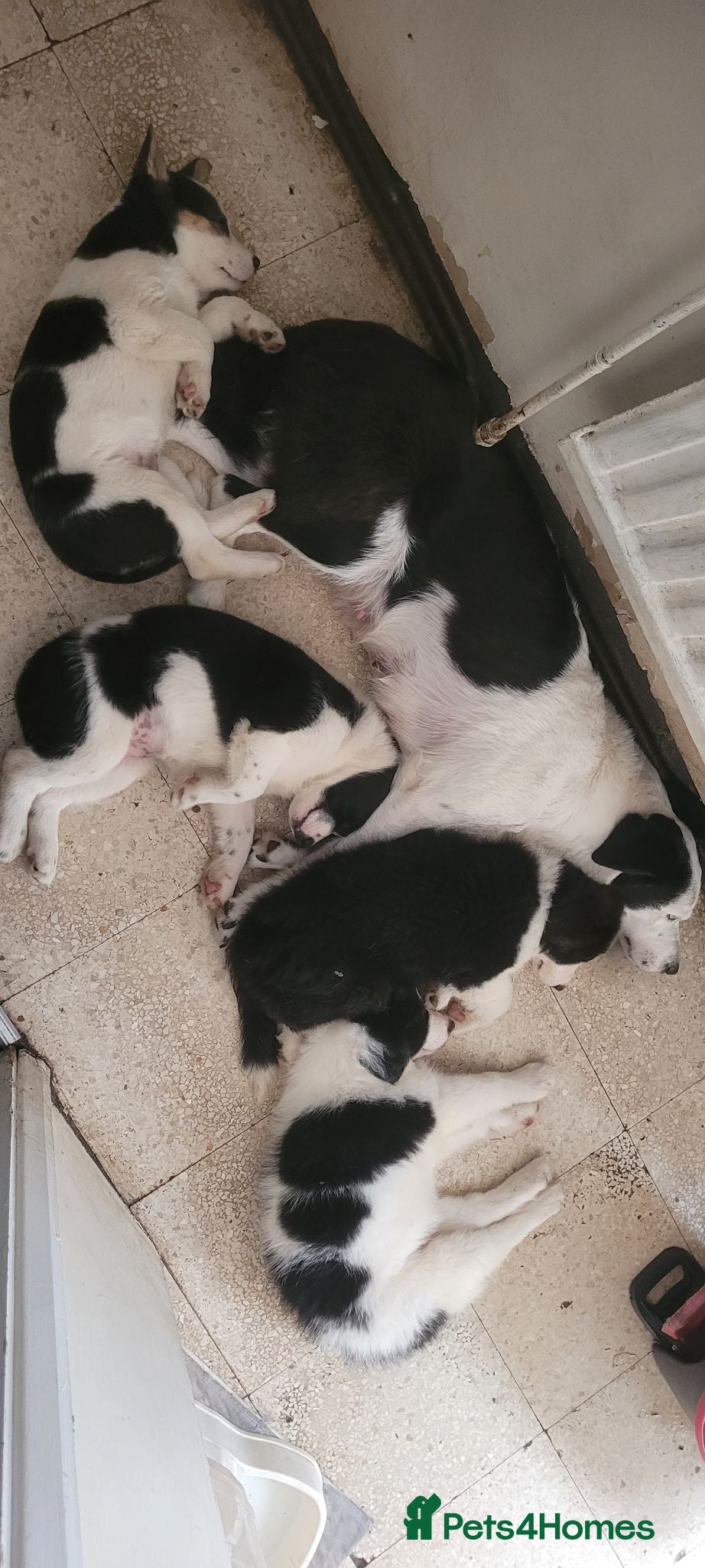 Mixed Breed dogs Welsh x border *2x girls remaining* - Advert 2