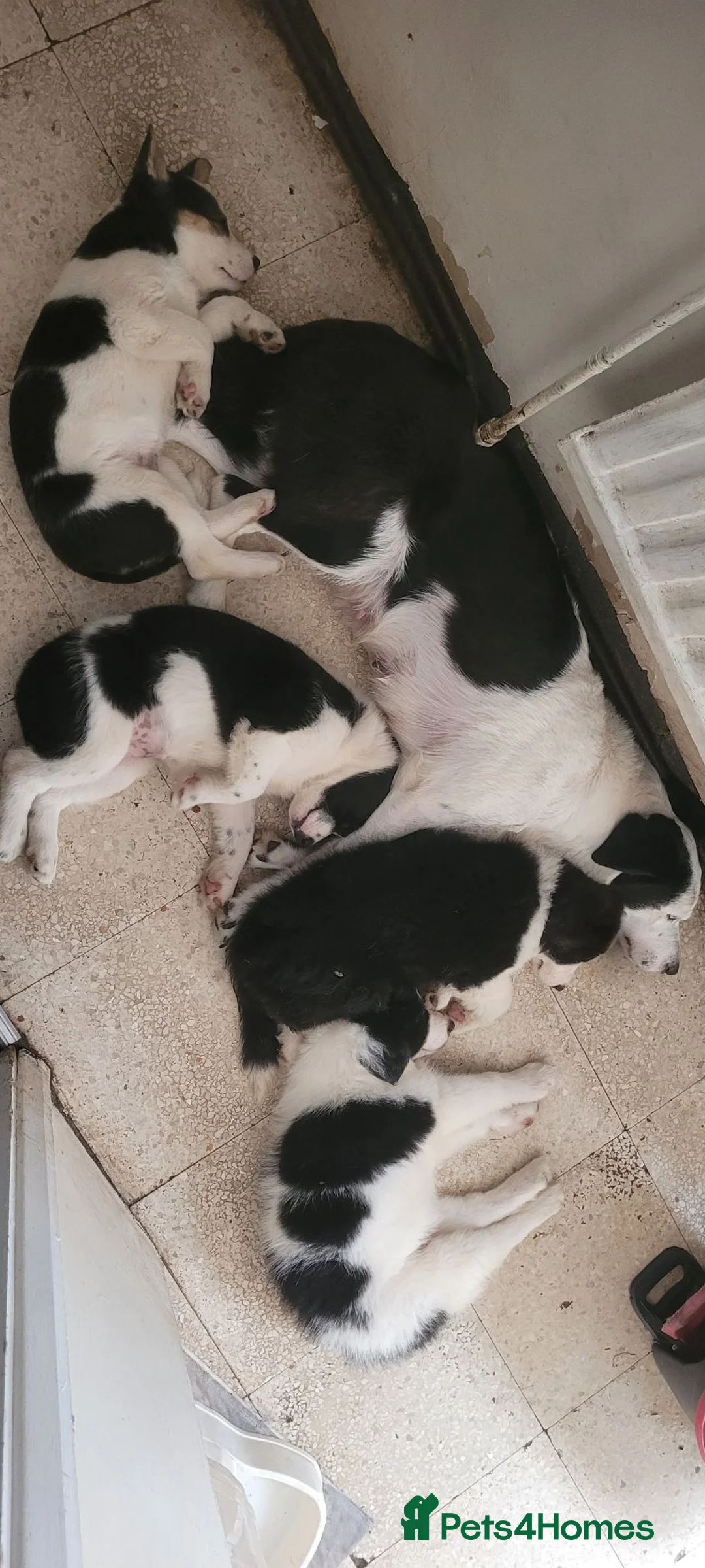 Mixed Breed dogs for sale: Welsh x border *2x girls remaining* in Cambridge - Advert 2