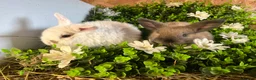 Mini Lion Lop rabbits for sale: Mini lion lops  - Advert 1