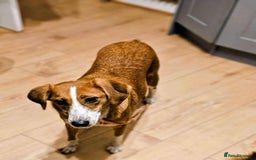 Mixed Breed dogs for adoption: 🚨 URGENT HOME NEEDED – GOLDIE 🚨 - Image 2