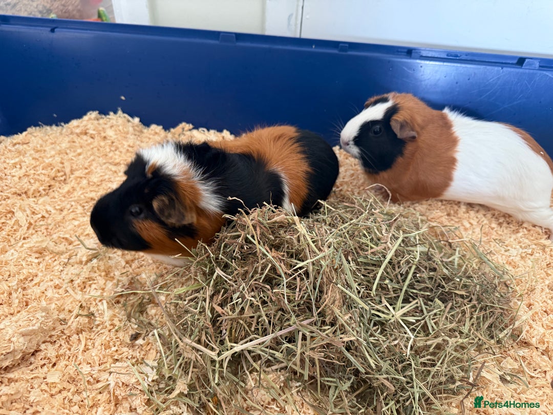 Guinea Pig rodents for sale: Two bonded female guinea pigs with cage - Image 5