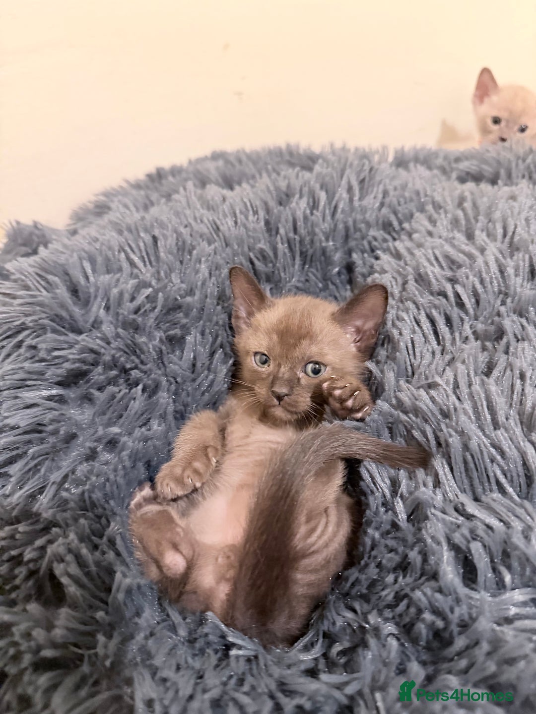 Burmese cats for sale: Home raised GCCF reg Burmese Kittens ready mid Jan - Advert 5