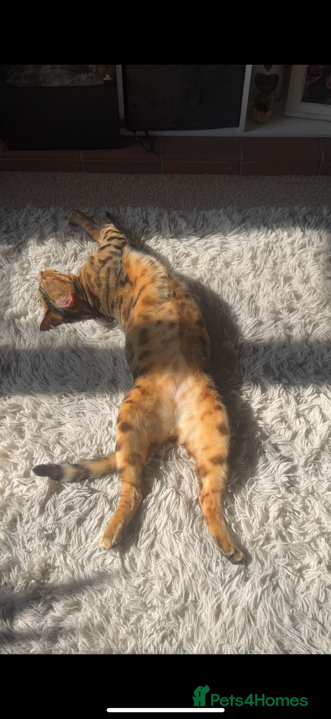 Bengal cats for sale: Bengal  - Image 5