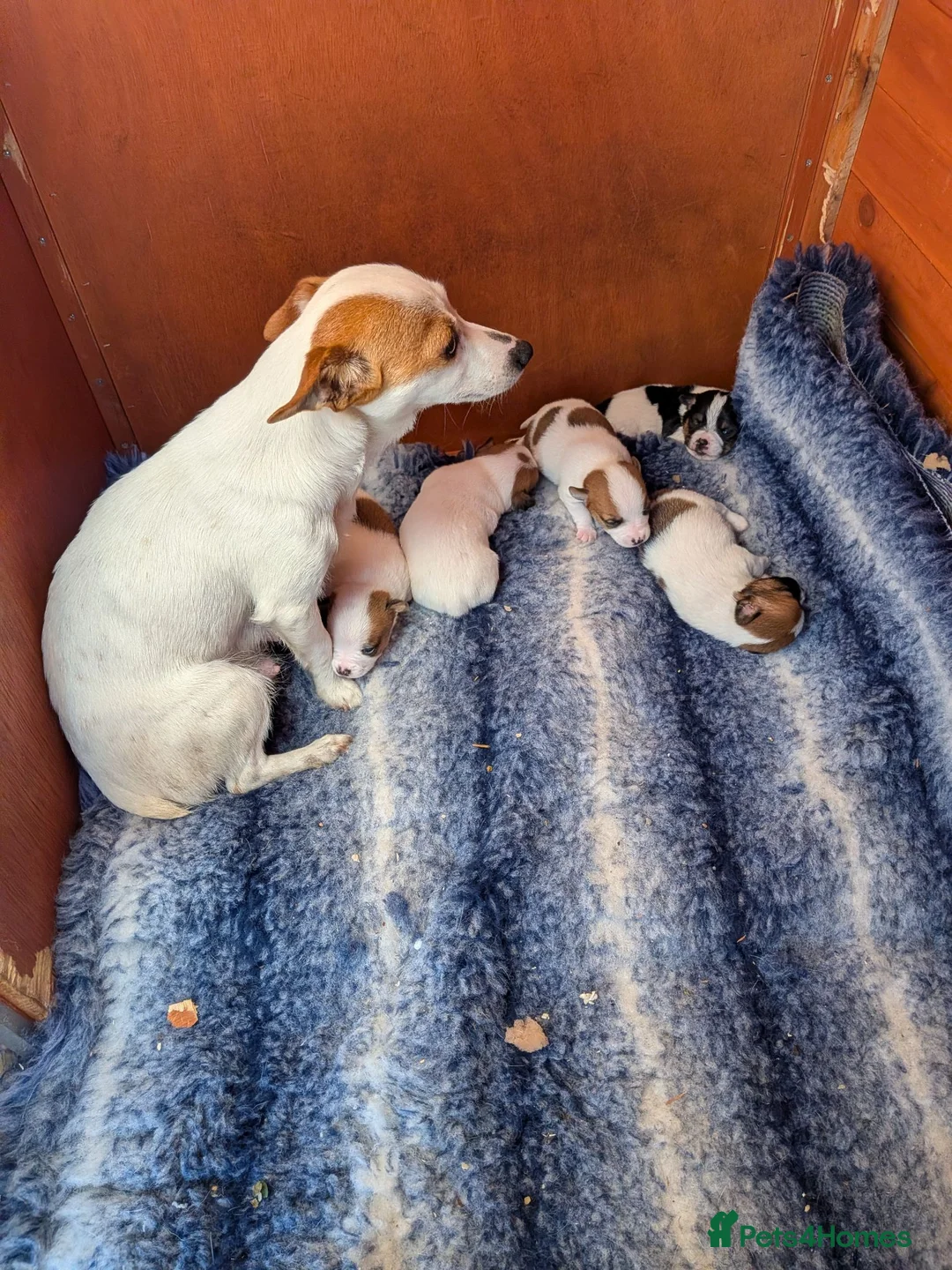 Jack Russell dogs for sale: Mini jack Russell  - Advert 2